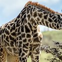210 FacebookHeader TZA ARU Ngorongoro 2016DEC23 052  Ever tried to get a giraffe to hunch down in the wild, so that you can get a photo, only for it to play peek-a-boo with a thorn bush???    I reckon they are such graceful creatures and seemingly without a care in the world. — @ Ngorongoro Conservation Area, Arusha, Tanzania : 2016, 2016 - African Adventures, Africa, Arusha, Date, December, Eastern, Month, Ngorongoro, Places, Tanzania, Trips, Year